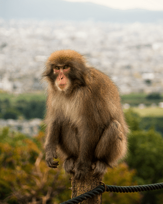 photo contest
