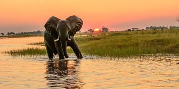 gaborone elephant in river at sunset