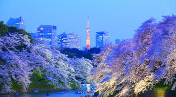down town japan cherry blossom