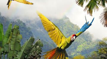 monteverde birds flying