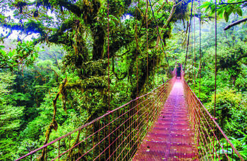 red bridge monteverde rain forest