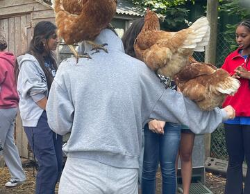 chickens 