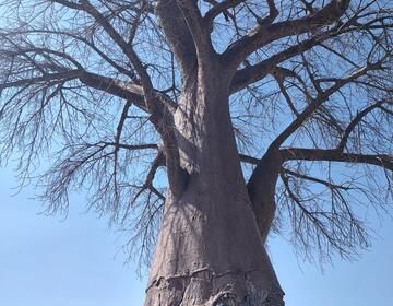 Baobab tree