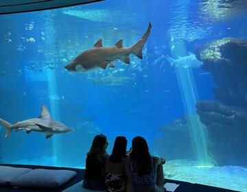 Observing the sharks!