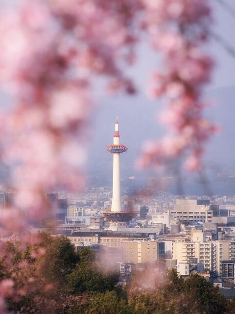 image of cherry blossoms framing Kyoto