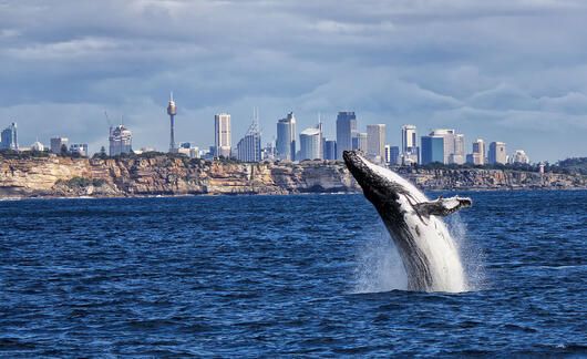 sydney whale jump