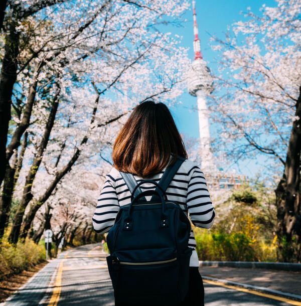 seoul tower cherry blossom