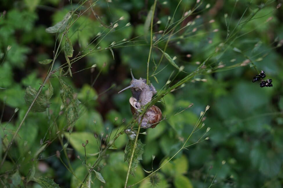 Slug
