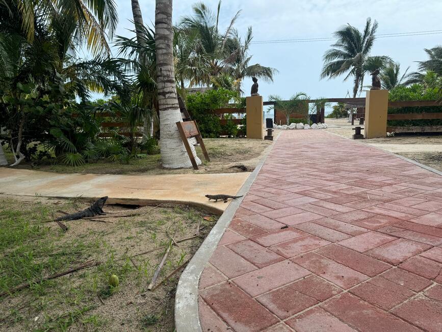 Iguanas