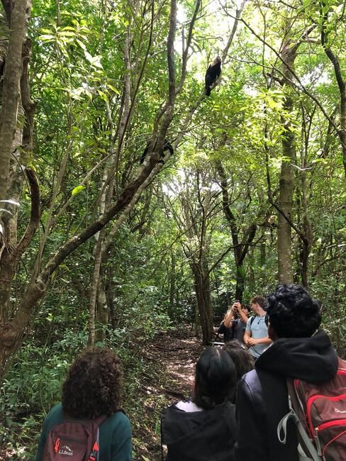 Monkey Encounter 