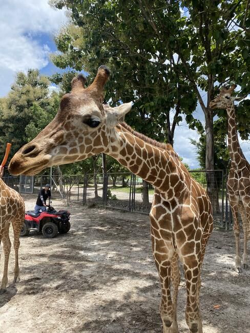 A giraffe at the Safari