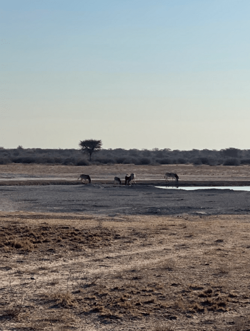 Lot of zebras at the water.