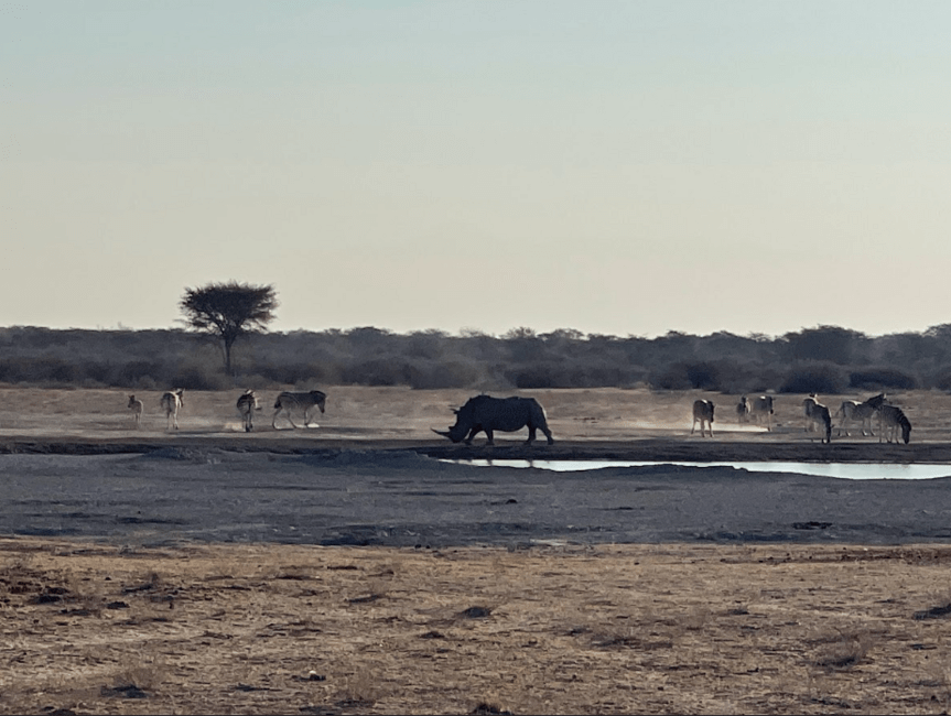 Zebras and rhino together at the water.