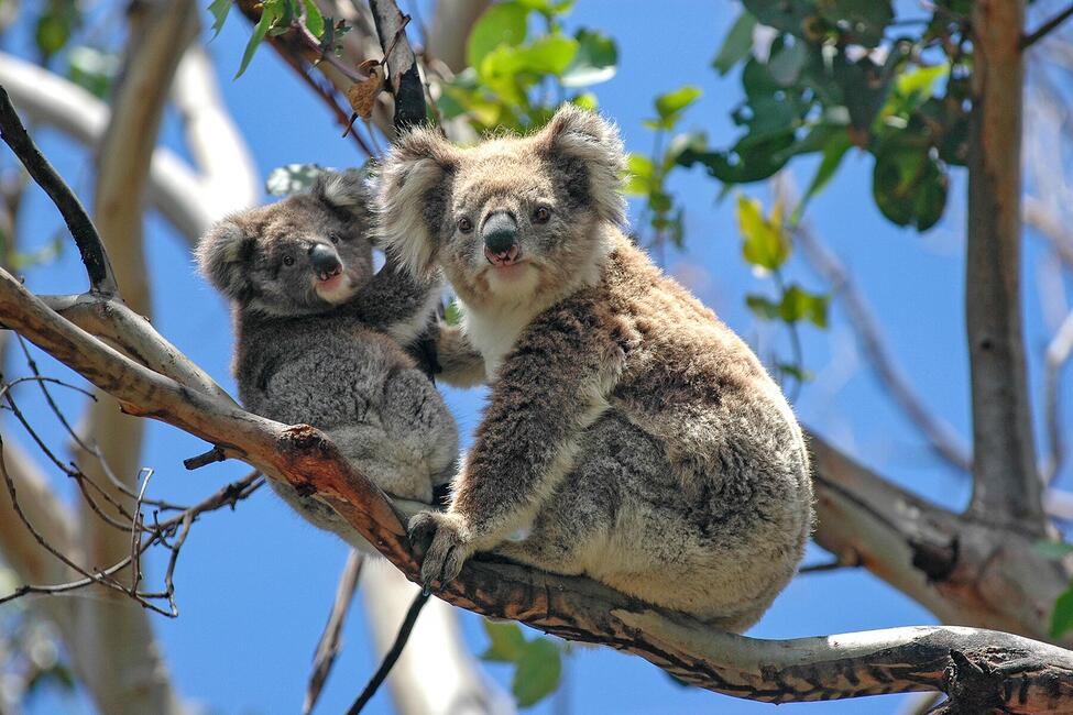 koala