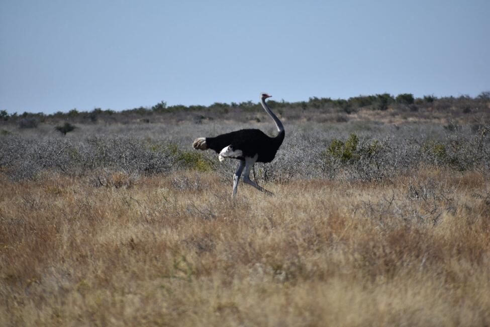 Ostrich in the CKGR