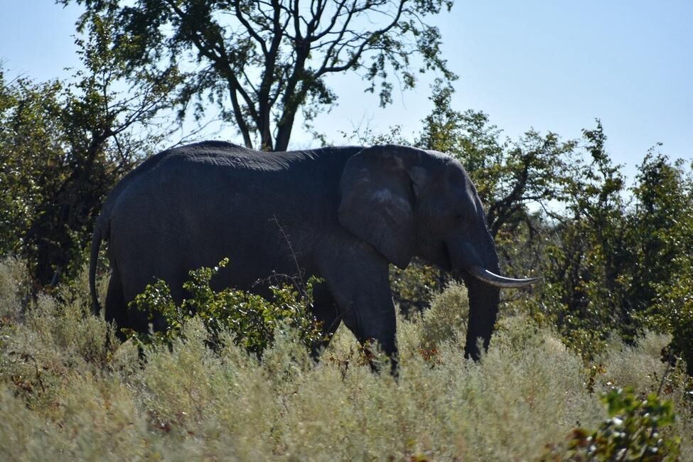 Elephant in the Okavango Delta