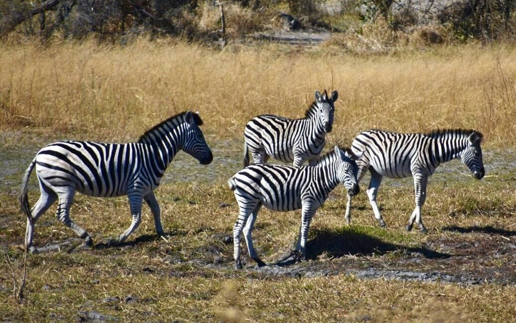Zebra in the Okavango Delta