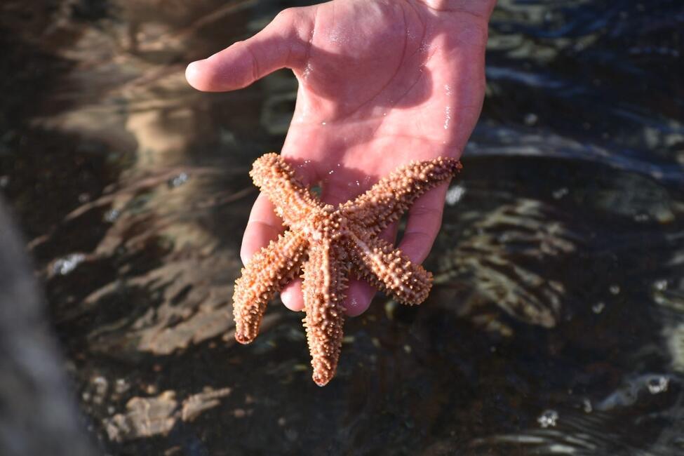 Starfish at Windmill Beach