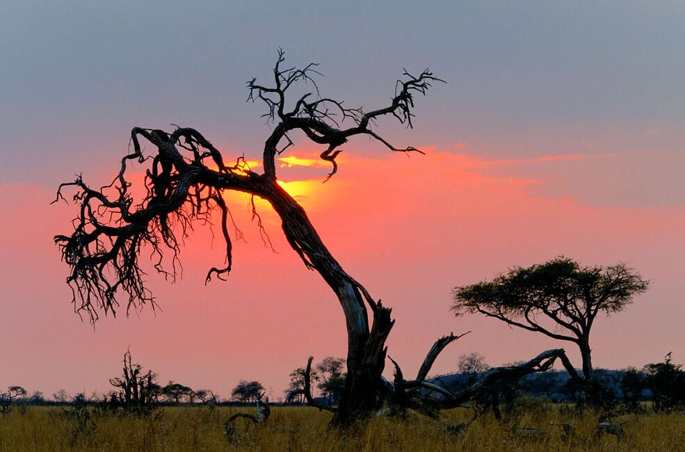 gaborone gnarled tree at sunset