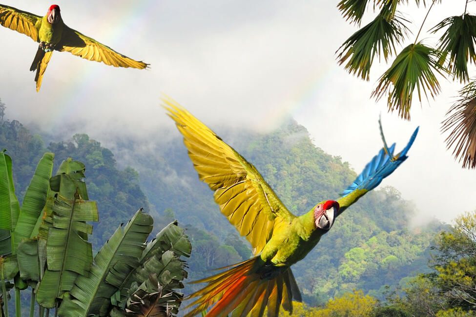 costa-rica-monteverde-macaws-bird-flying