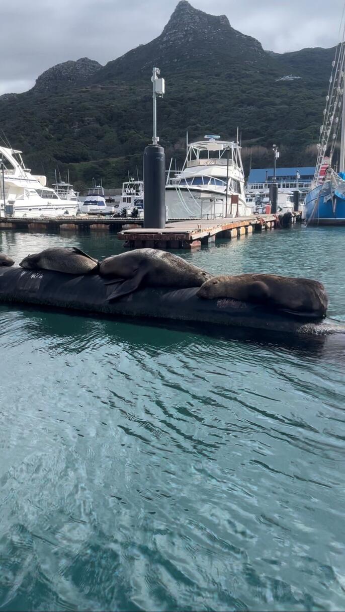 Cape Fur Seals lounging in Hout Bay Harbour