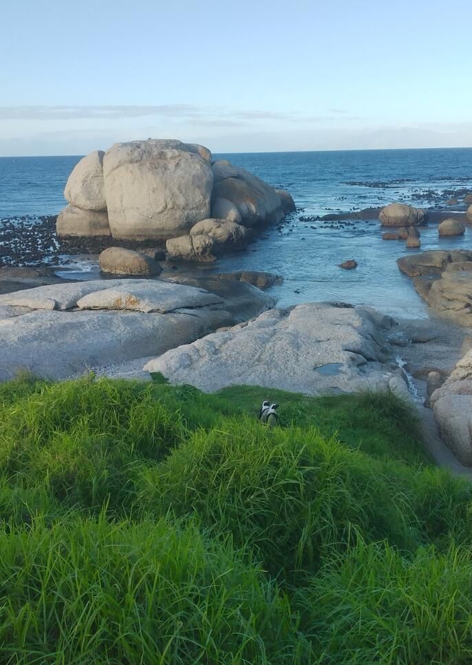 African penguins at Boulders Beach