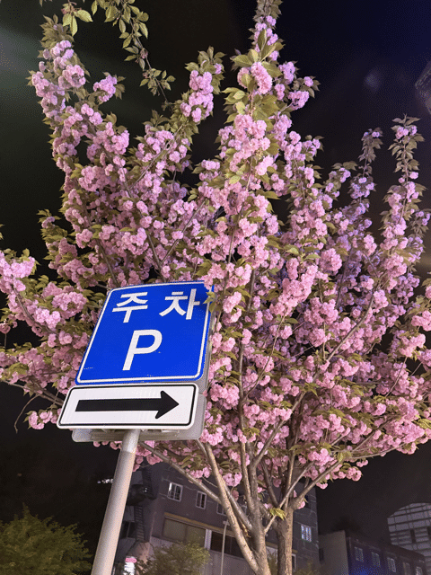 Cherry blossoms
