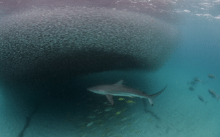 Photo for blog post Summer Program Highlights - Tropical Marine Ecology