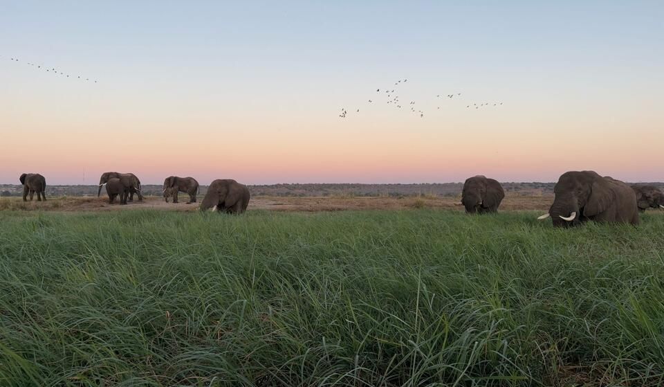 Elephants at sunset on our Chobe River boat cruise