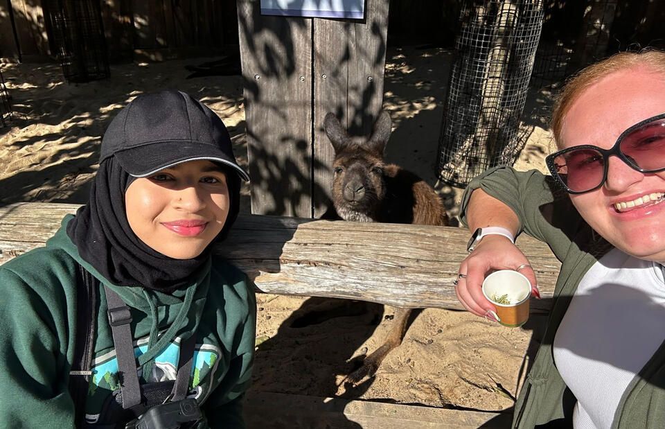 kangaroo abroad sydney australia student